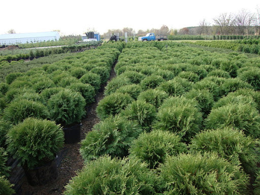Thuja Occidentalis 'woodwardii' - Tuja Occidentala  Ghiveci 7,5 L