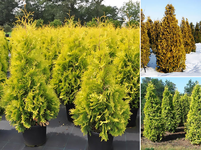 Thuja Occidentalis 'Yellow Ribbon' - Tuja Occidentala  Ghiveci 3 L
