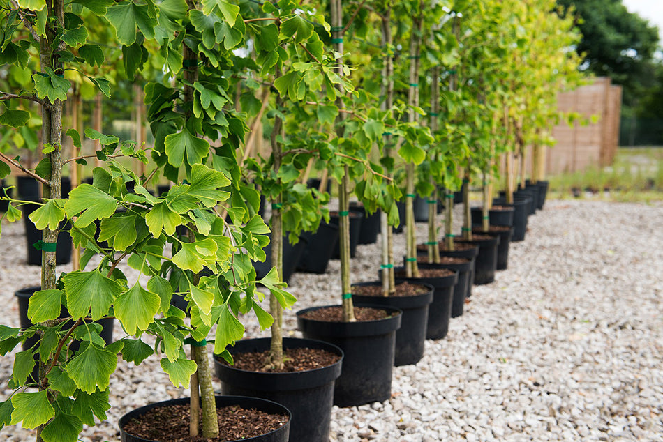 Ginkgo Biloba  -   Ghiveci 7,5 L  Inaltime Planta 120-140cm