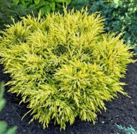 Juniperus Horizontalis 'Blue Chip' - Ienupar Tarator  Ghiveci 7,5 L