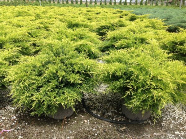 Juniperus  Pfitzeriana 'Old Gold' - Ienupar Pfitzer  Ghiveci 7,5 L