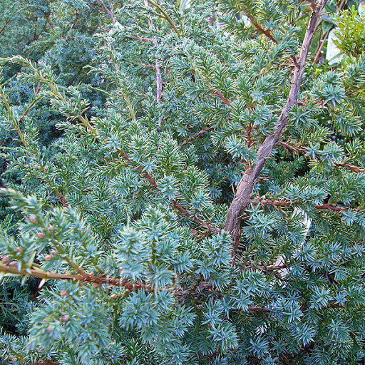 Juniperus Chinensis 'Blue Alps' - Ienupar Chinski  Ghiveci 10 L  Inaltime Planta 60-80