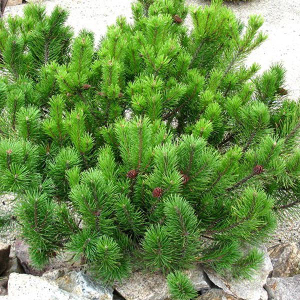 Pinus Mugo 'Mughus' - Pin De Munte  Ghiveci 5 L  Inaltime Planta 35-45