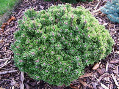 Pinus Uncinata 'Compacta Nana' - Pin Hakowata  Ghiveci 7,5 L  Inaltime 20-30cm