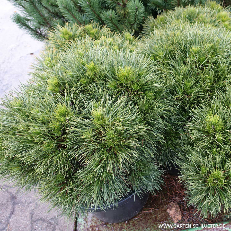 Pinus Mugo 'Mops' - Pin De Munte Ghiveci 7