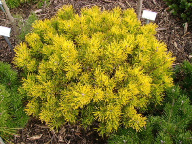 Pinus Mugo 'Carsten'S Winter Gold' - Pin De Munte  Ghiveci 7,5 L