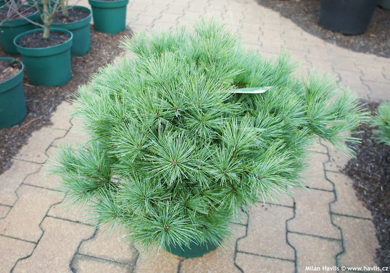 Pinus Strobus 'Bergman'S Mini' - Pin Wejmutka  Ghiveci 10 L  Inaltime 30-40cm