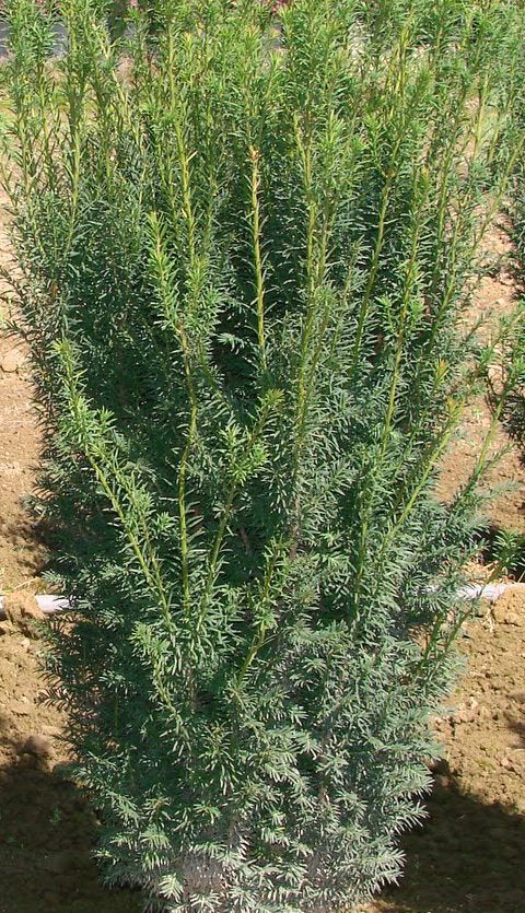 Taxus X Media 'Hicksii' - Cis Posredni   Ghiveci 3 L  Inaltime Planta 40-50 cm