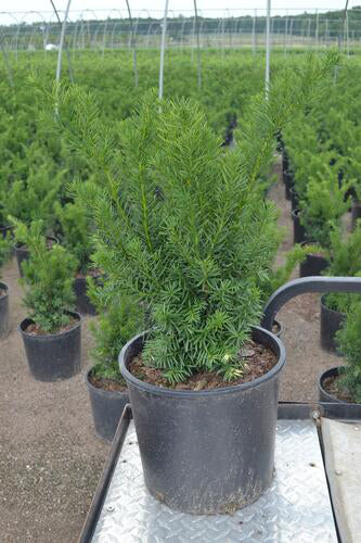 Taxus X Media 'Hillii' - Cis Posredni  Ghiveci 3 L  Inaltime Planta 40-50 cm