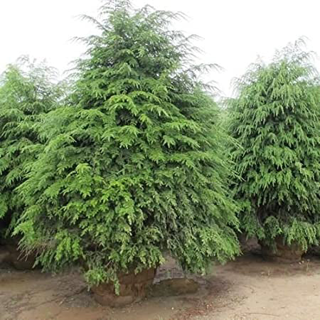 Tsuga Canadensis  - Pin Canadian  Ghiveci 7,5 L  Inaltime Planta 80-100 cm