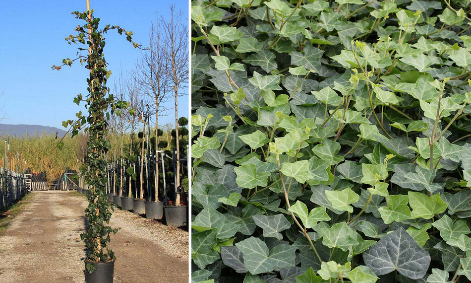 Hedera Helix - Bluszcz Pospolity  Ghiveci 5 L  Inaltime Planta 100-120
