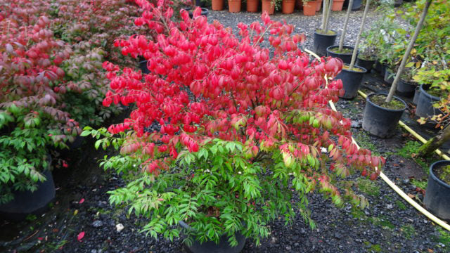 Euonymus Alatus 'Compactus' - Euonymus Inaripat Ghiveci 45 L Inaltime