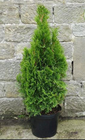 Thuja Occidentalis 'smaragd' - Tuja Occidentala B Inaltime 100-120