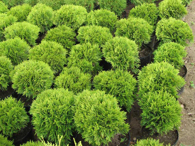 Thuja Occidentalis Globosa - Tuja Occidentala C 7.5 30-35