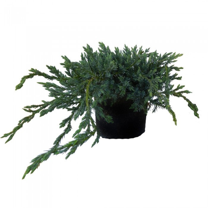 Juniperus Squamata Blue Carpet  C7.5 30-40