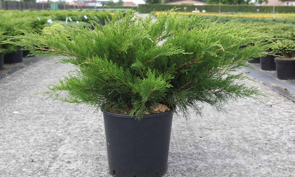 Juniperus Mint Julep  C 7.5 40-50