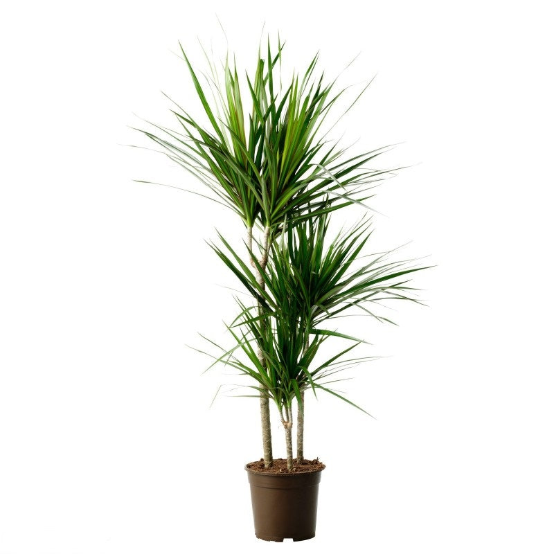 Dracaena Marginata 3t 120cm 21355680