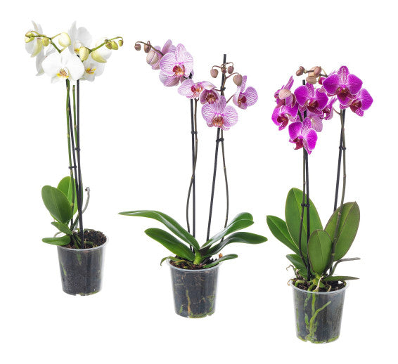 Phalaenopsis