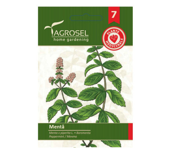 Menta