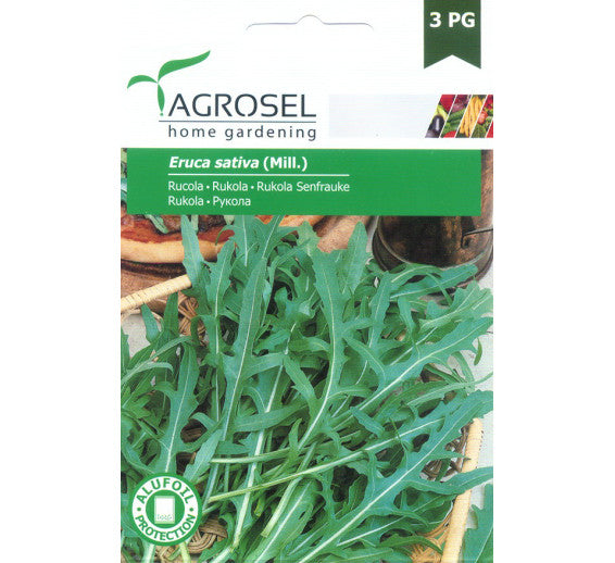Rucola