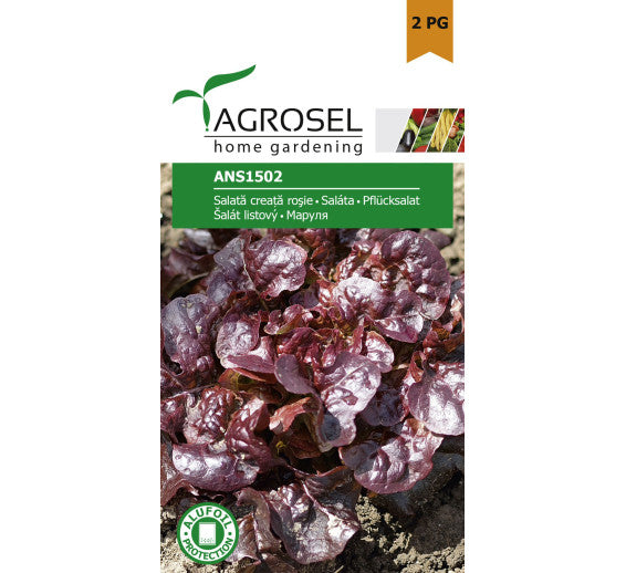 Salata Creata Rosie Odagiu (Ans1502)
