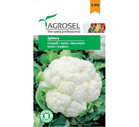 Conopida Igloory