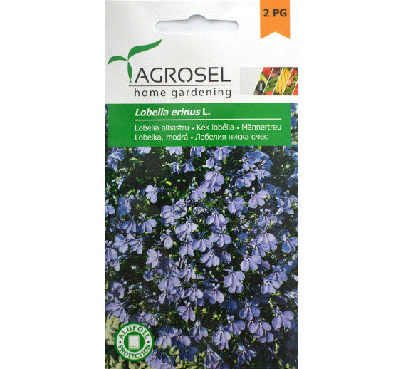 Lobelia Albastru