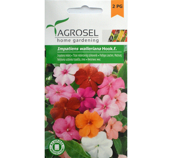 Impatiens Mj