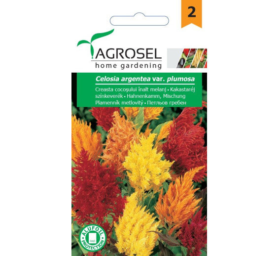 Creasta Cocosului Plumosa