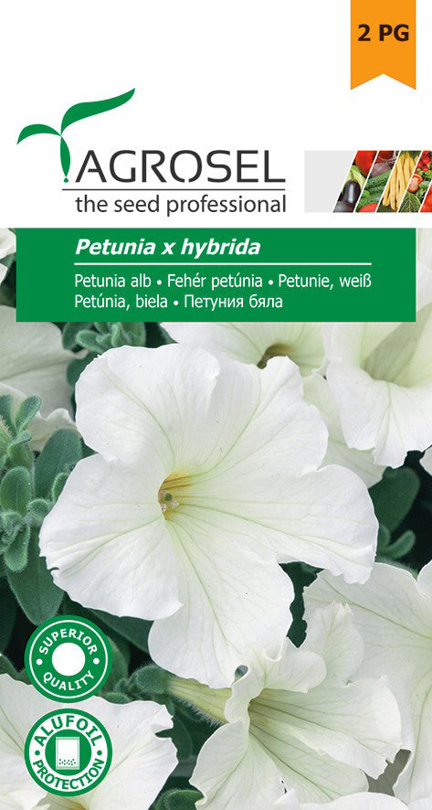 Petunia Alb