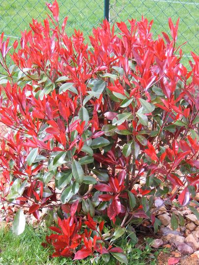Photinia Serrulata Red Robin C30l Palla