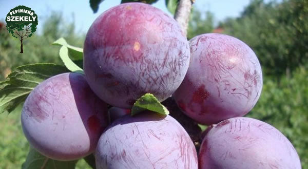 Pomi Fructiferi, Prun Renclod Althan