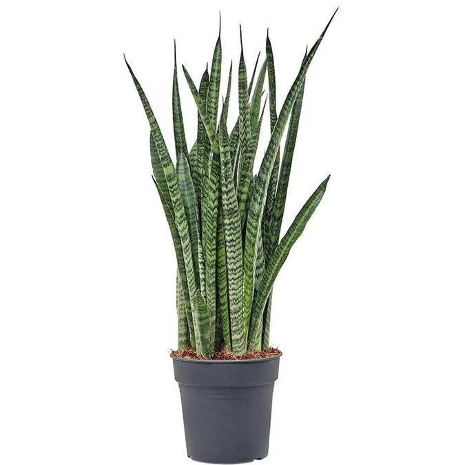 Planta Naturala Sanseveria Grande