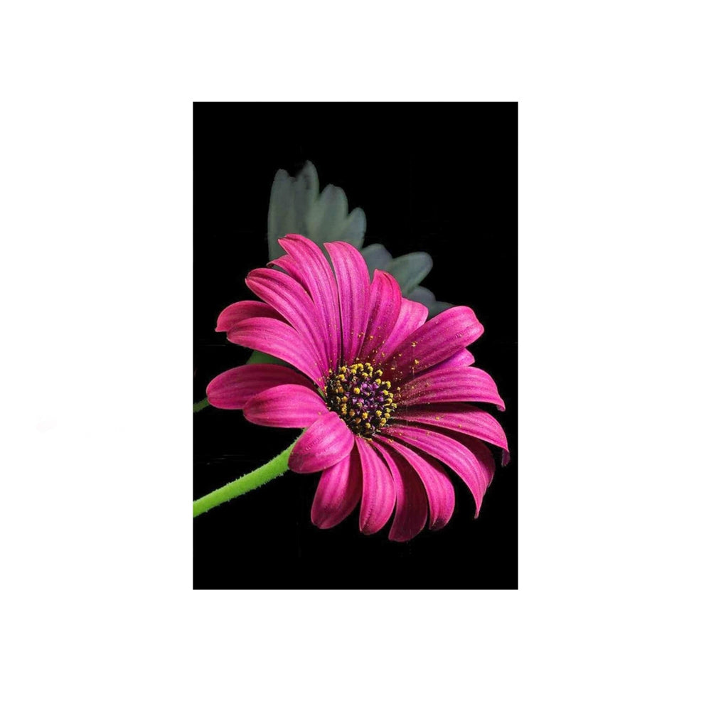 Set creatie cu diamante, Natura- Toi-Toys