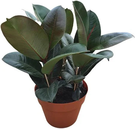 Ficus Grande
