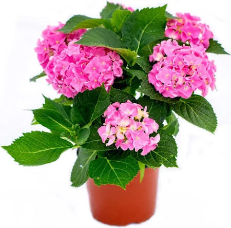 Hortensia 10.5cm