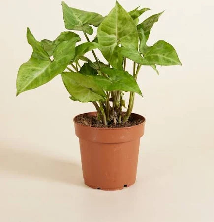 Syngonium 12cm
