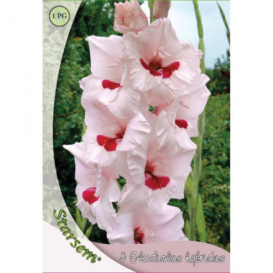 Gladiole Bicolor Wine And Roses