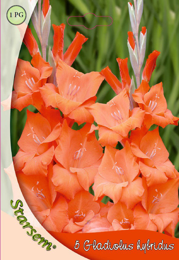 Gladiole Orange