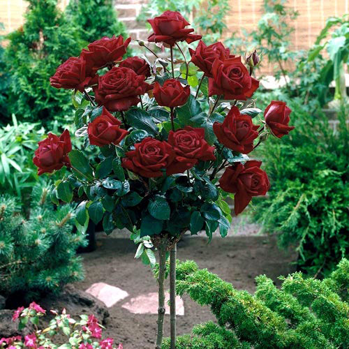 Trandafiri Pomi Black Baccara
