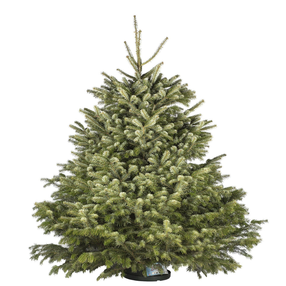 Brad Abies Nordmanniana 175/225 Cm